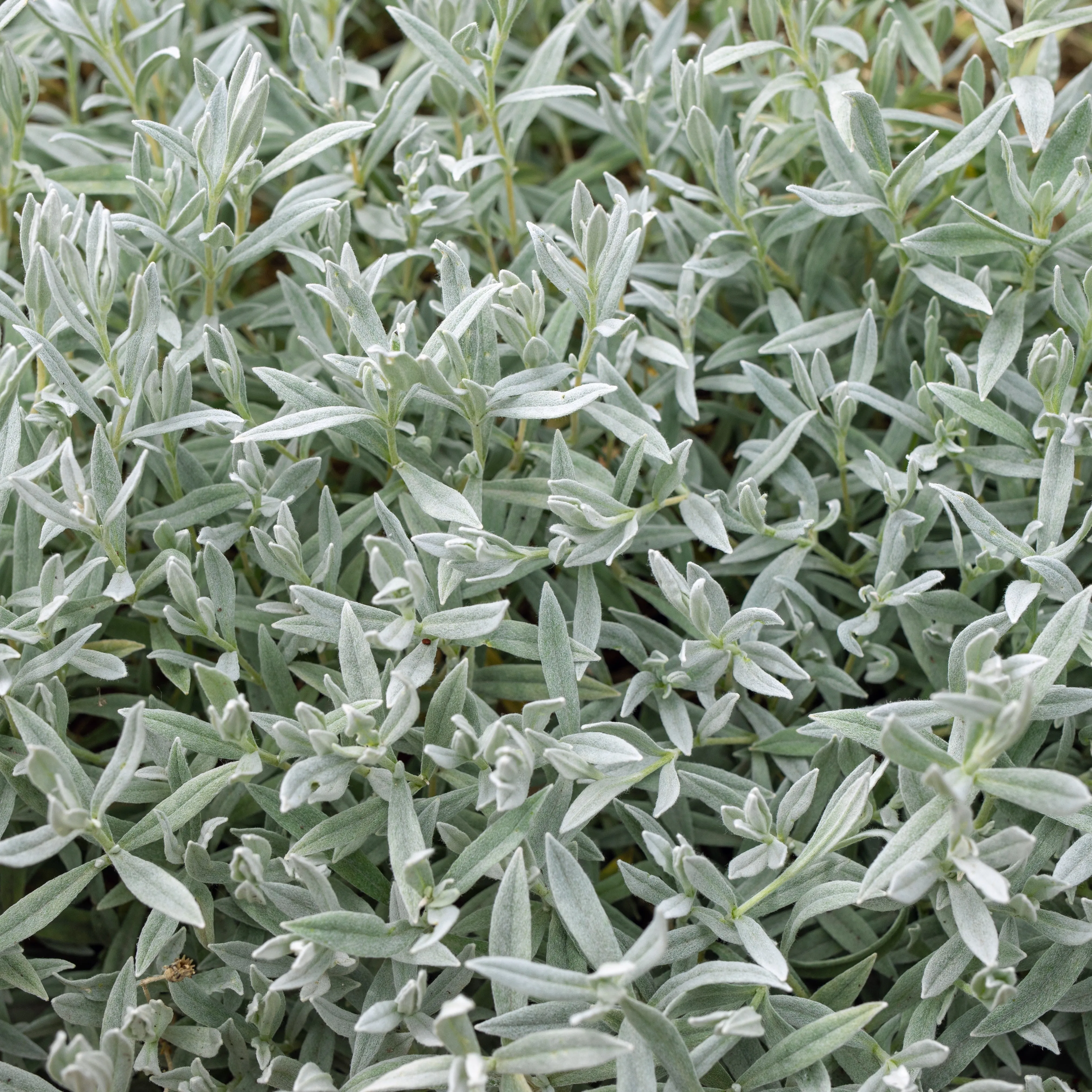 'Silver Anouk' Lavender Bush