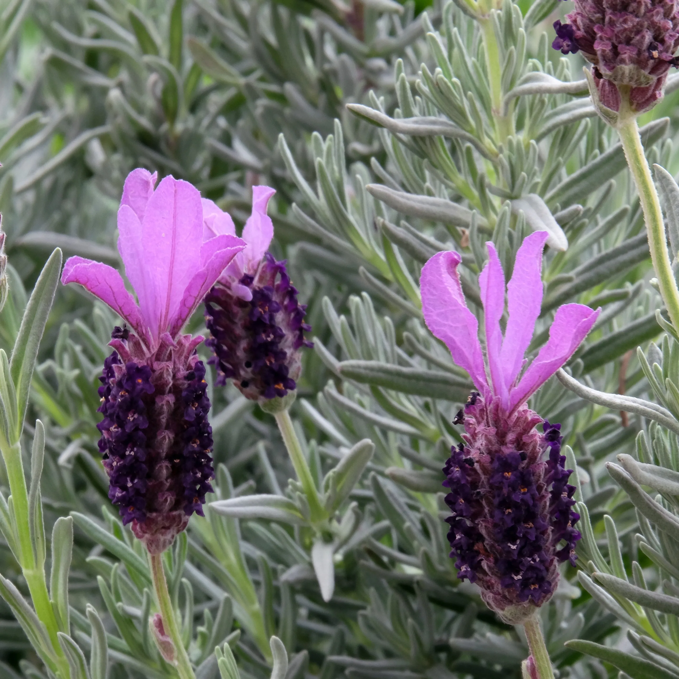 'Silver Anouk' Lavender Bush